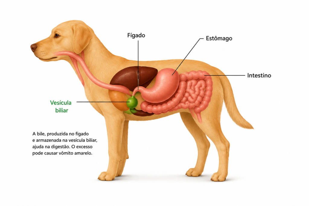 Bile e sistema digestivo de cachorro explicando o vômito amarelo